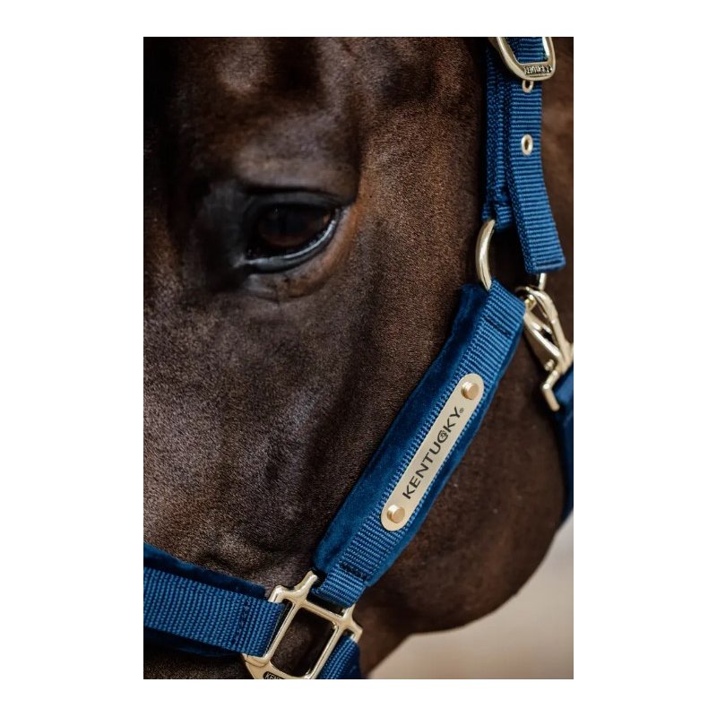 Kentucky kantar Velvet granatowy