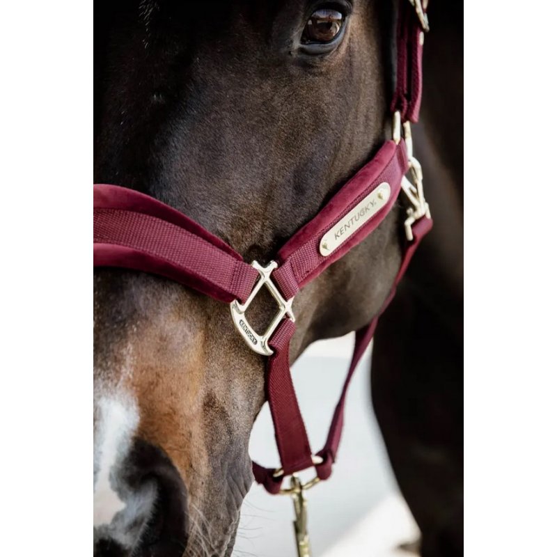 Kentucky kantar Velvet bordowy