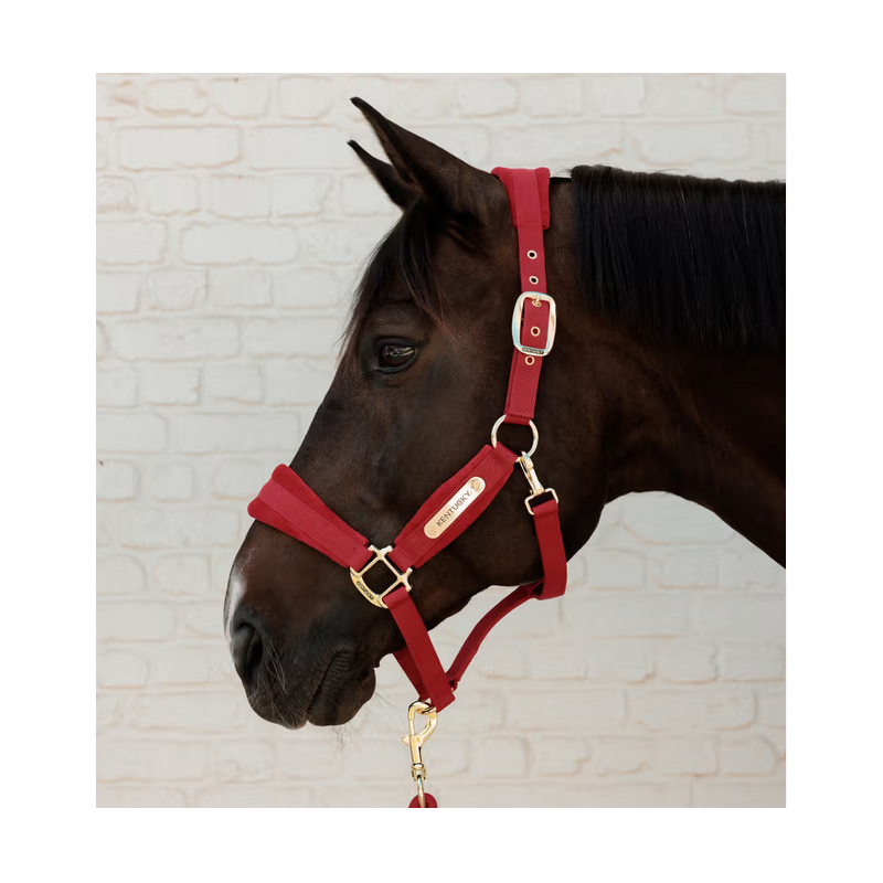 Kentucky kantar Velvet czerwony