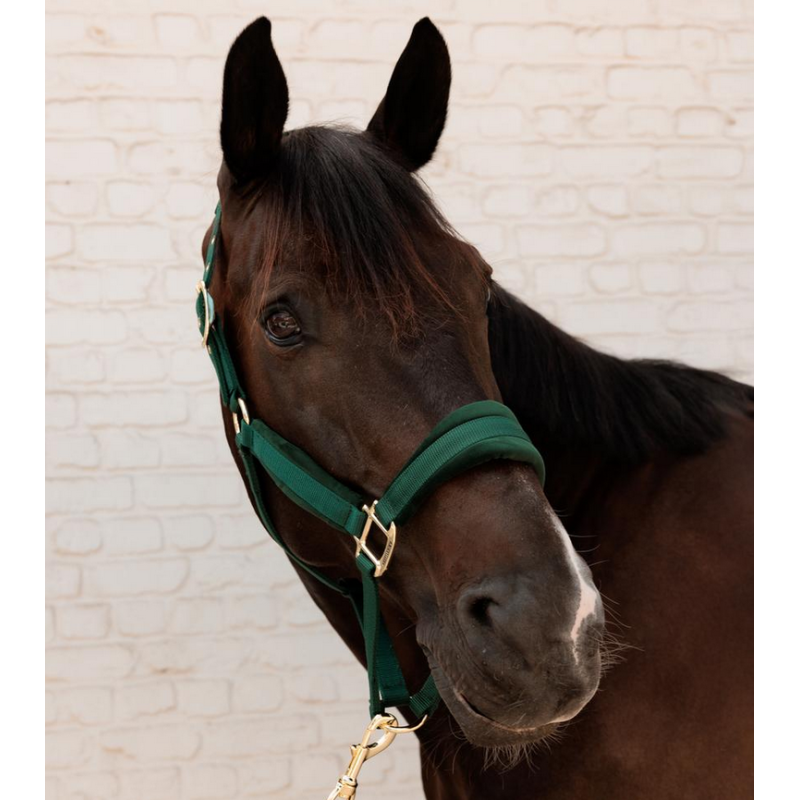 Kentucky kantar Velvet pine green