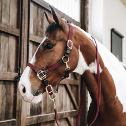 Kentucky kantar pleciony Plaited bordowy