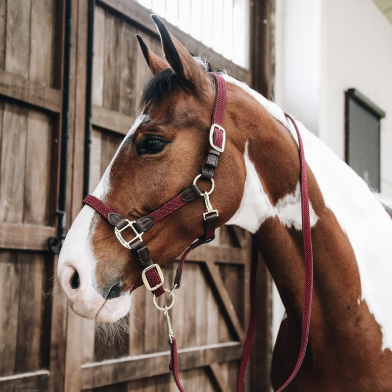 Kentucky kantar pleciony Plaited bordowy