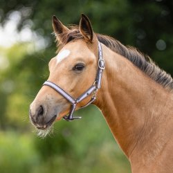 QHP kantar źrebięcy Foal Collection lavender haze