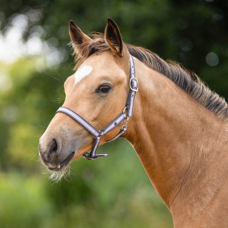 QHP kantar źrebięcy Foal Collection lavender haze